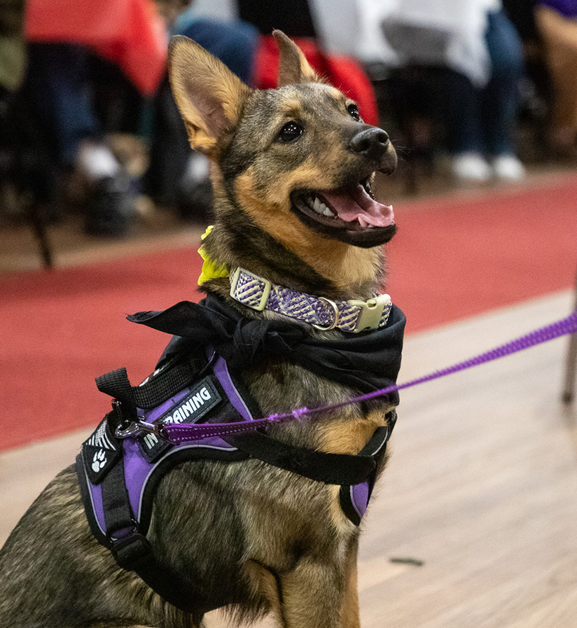 Echo-the-service-dog_02